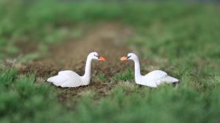 I told you about the swans, that they live in the park.